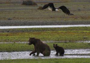 Bear Viewing Tours Juneau Alaska