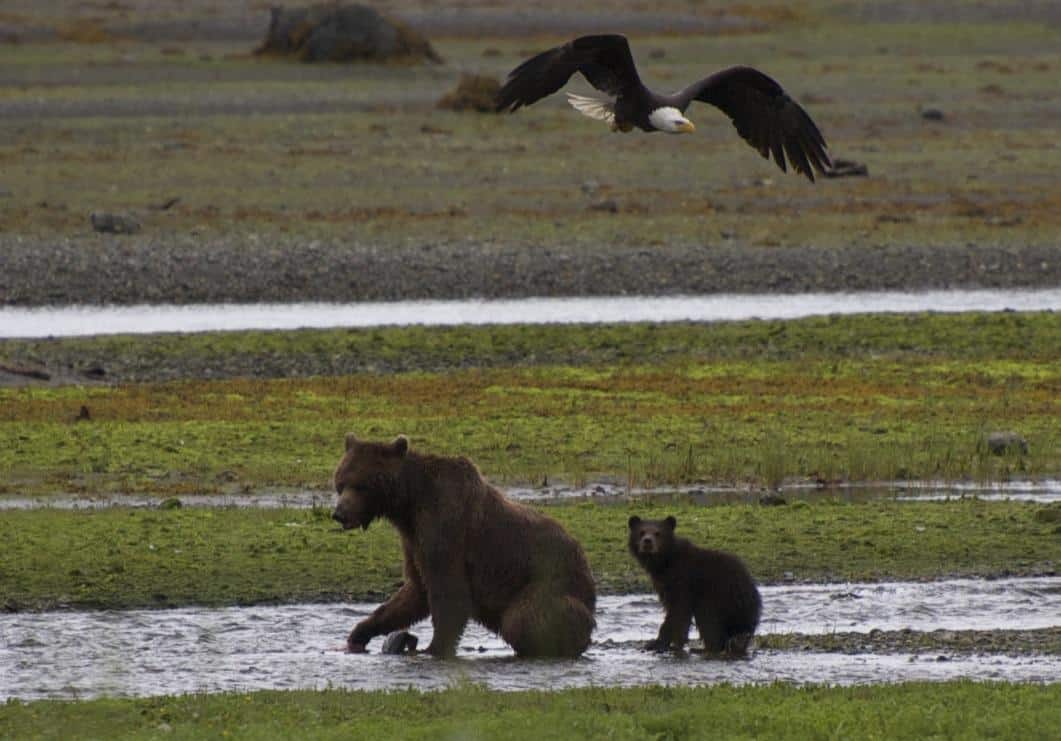 Bear Watching in Juneau: How to Photograph Wild Beauty