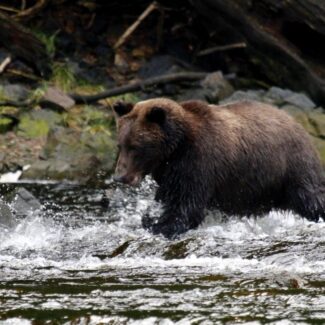 bear-watching-9