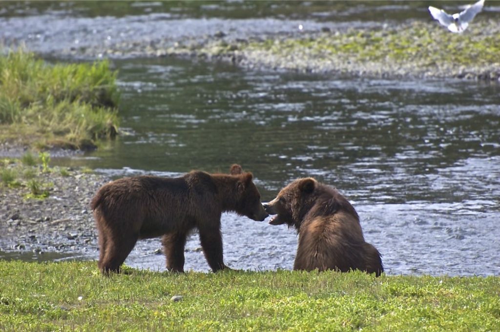 Pack Creek Bear Viewing