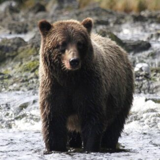 Large Bear Fishing at Waterfall