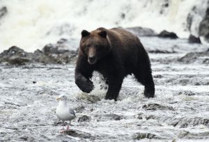 Brown Bear charging after fish at Waterfall Creek