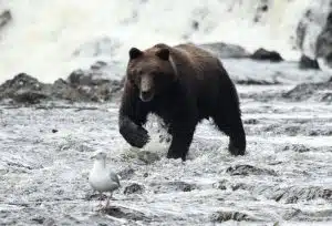 bear watching in Juneau, Alaska