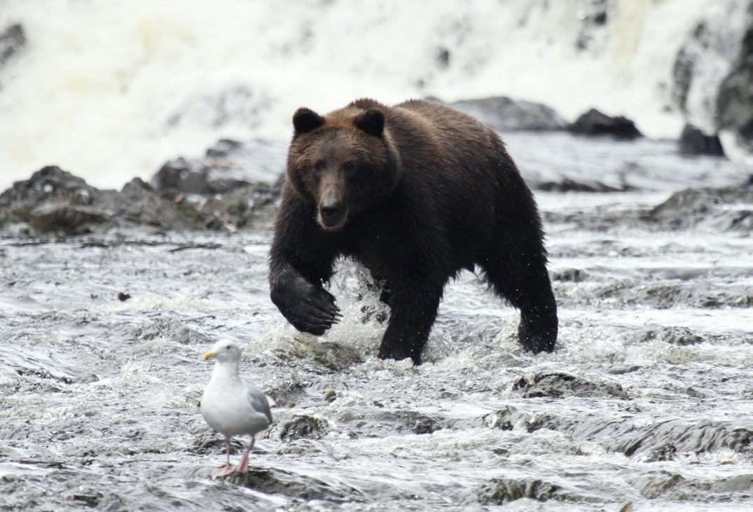 Pack Creek Bear Viewing: Ultimate Wildlife Experience
