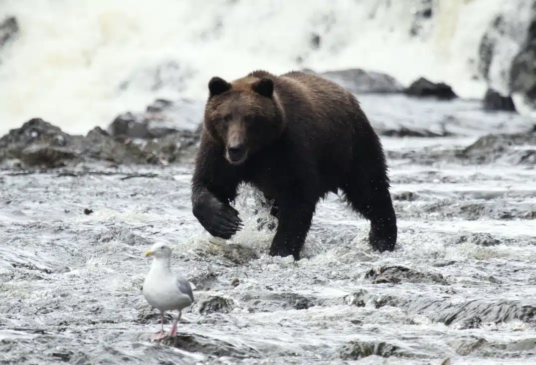 bear watching in Juneau, Alaska