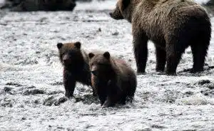 Bear With Family