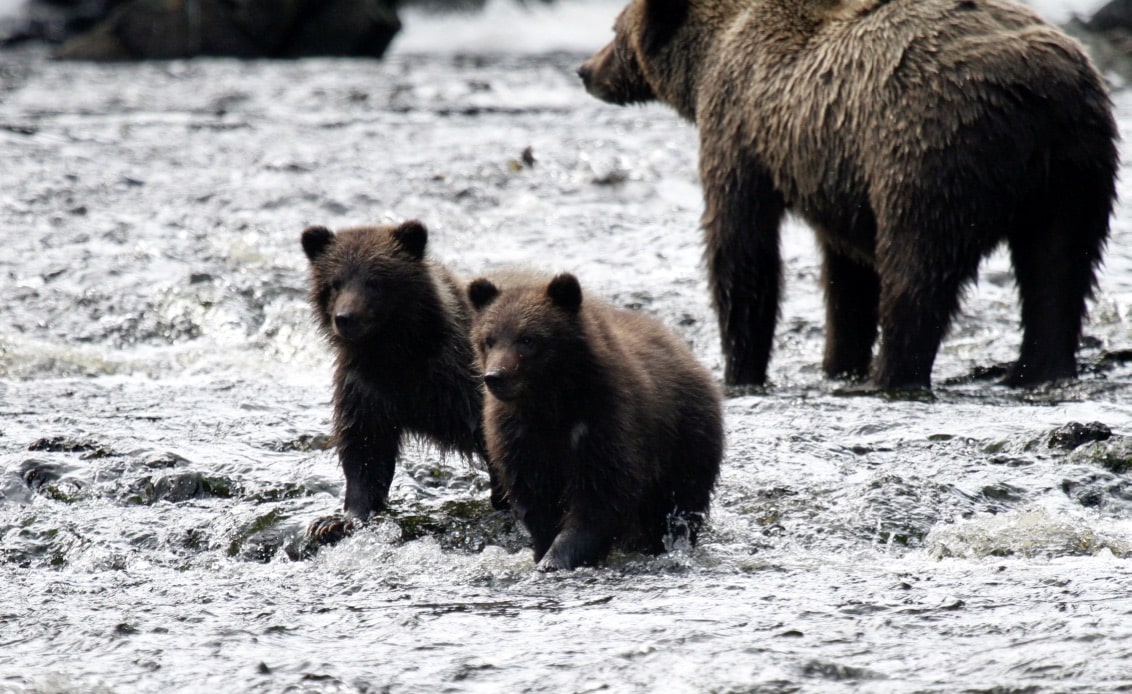 Ultimate Guide to Bear Watching in Juneau: Top Spots