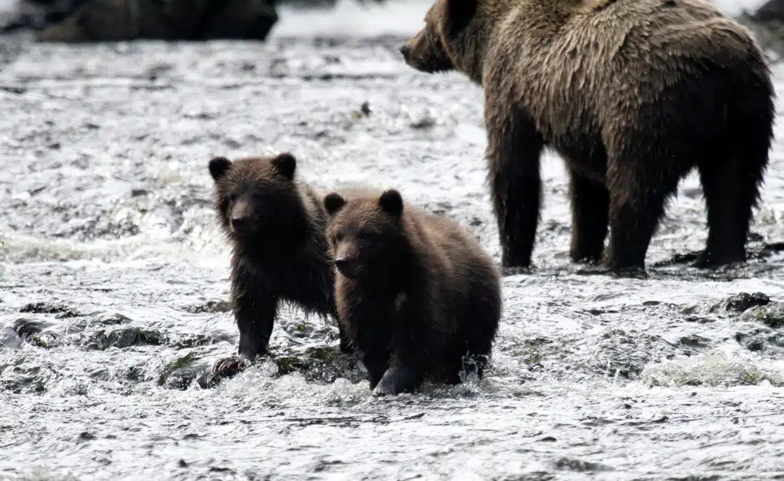 Bear With Family