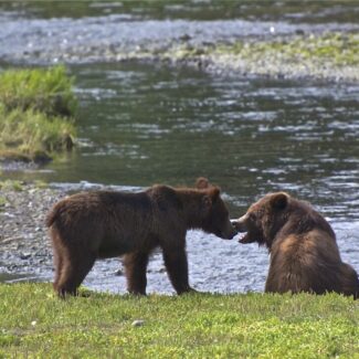 Pack Creek Bear Viewing Adventure