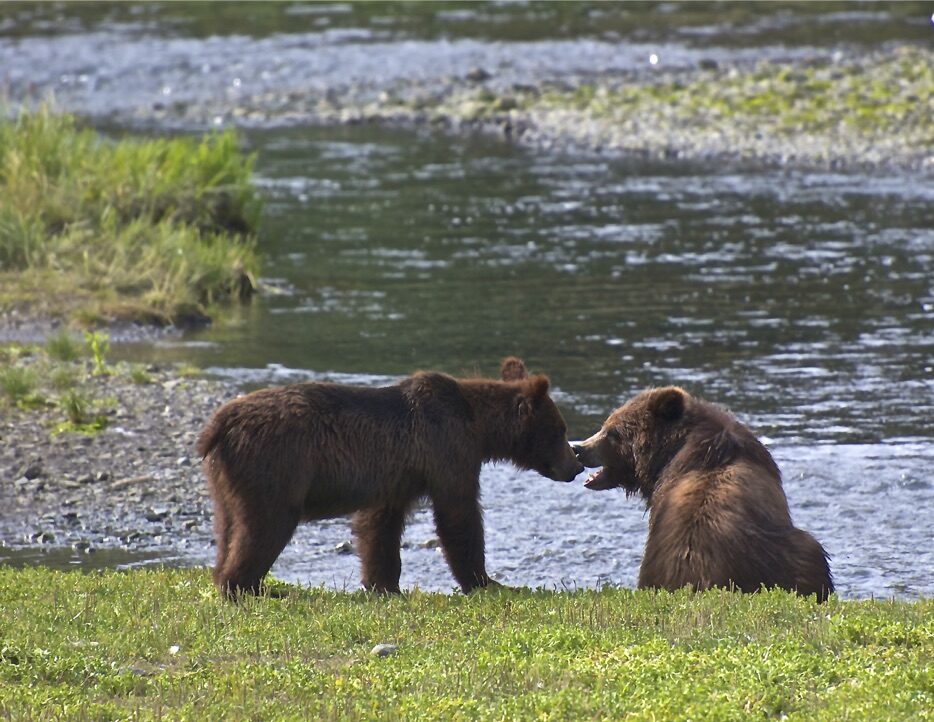 Important Safety Tips When Booking Pack Creek Bear Viewing Tours