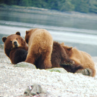 Grizzly Sow nursing two cubs