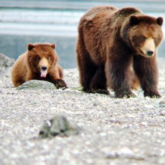 Brown Bear Sow standing in front of two yearling cubs