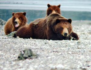 Grizzly Bear Sow with two yearling cubs