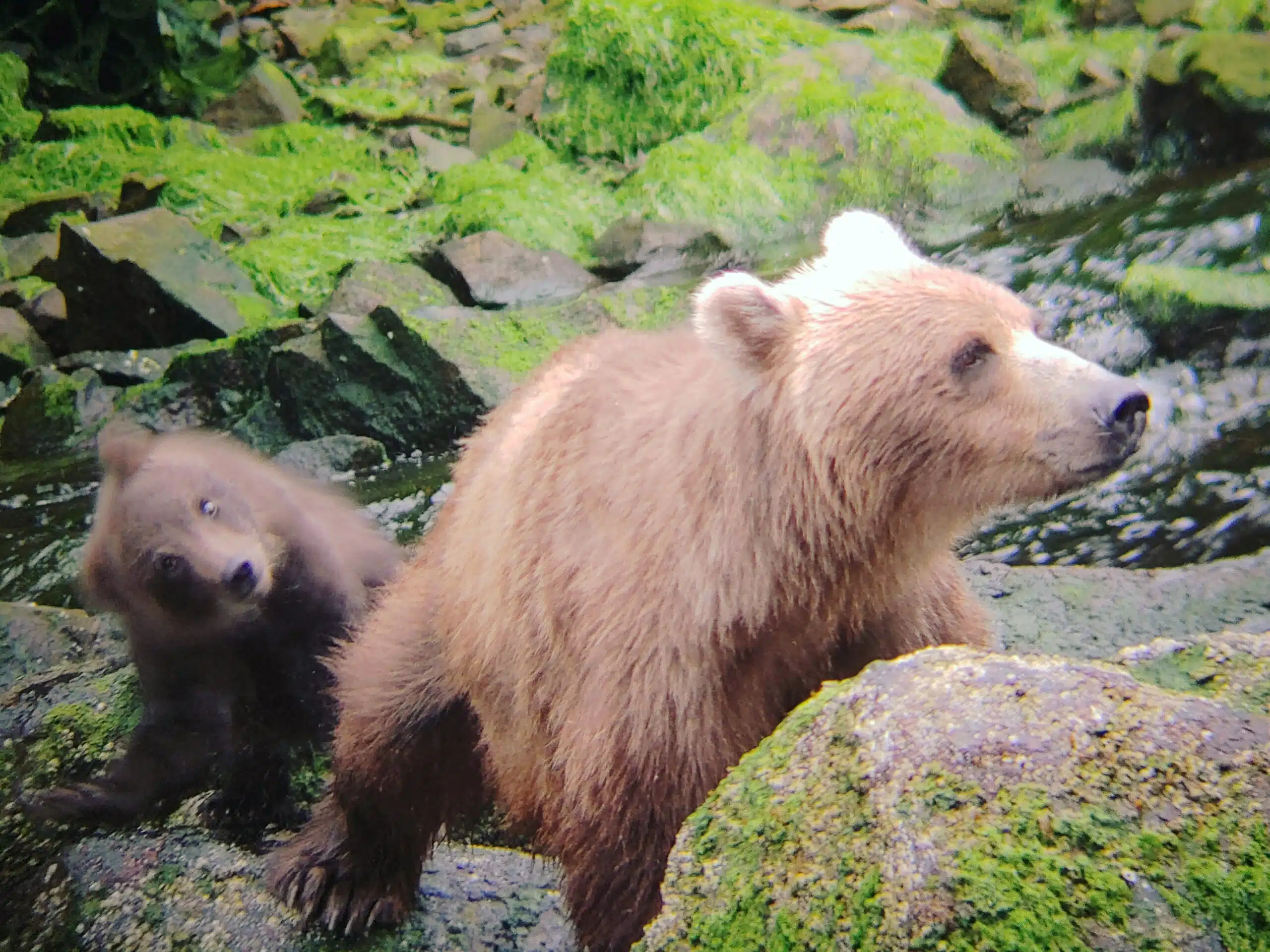 Two Bears Playing