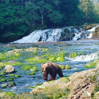 bear In The Mountains