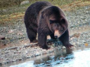 Brown Bear at Drinking Creek