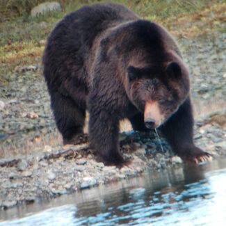 Brown Bear at Creek