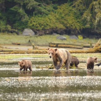 Brown Bear Family Foraging