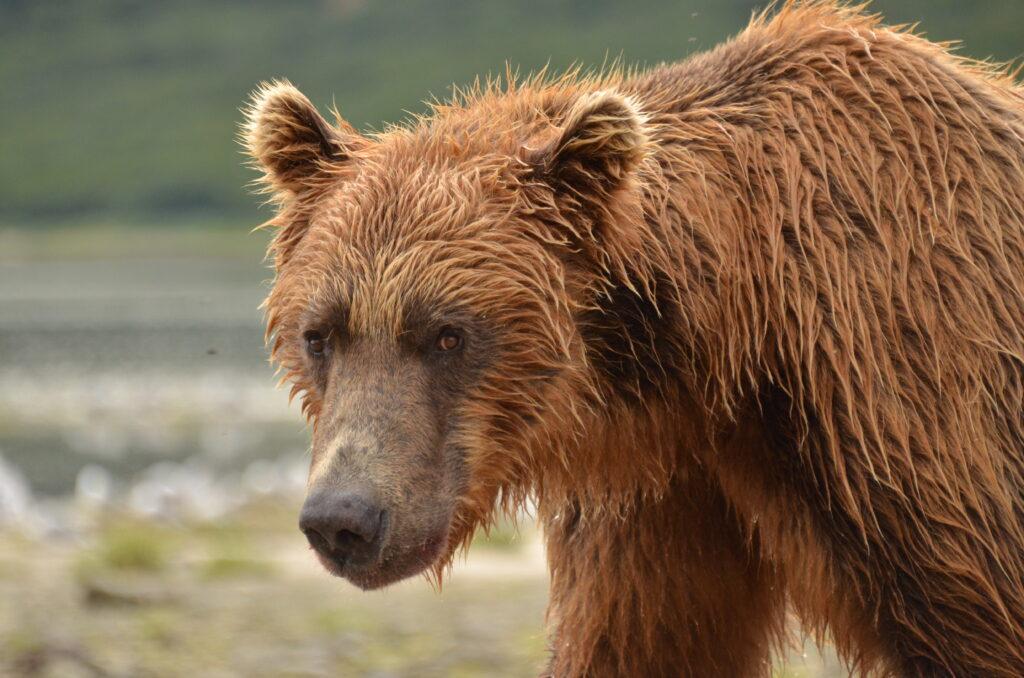 Male Brown Bear