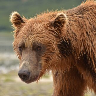 Male Brown Bear