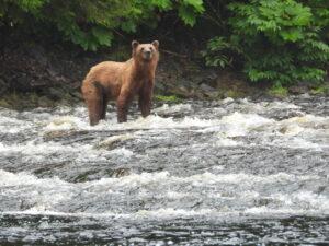 pack creek bear tours