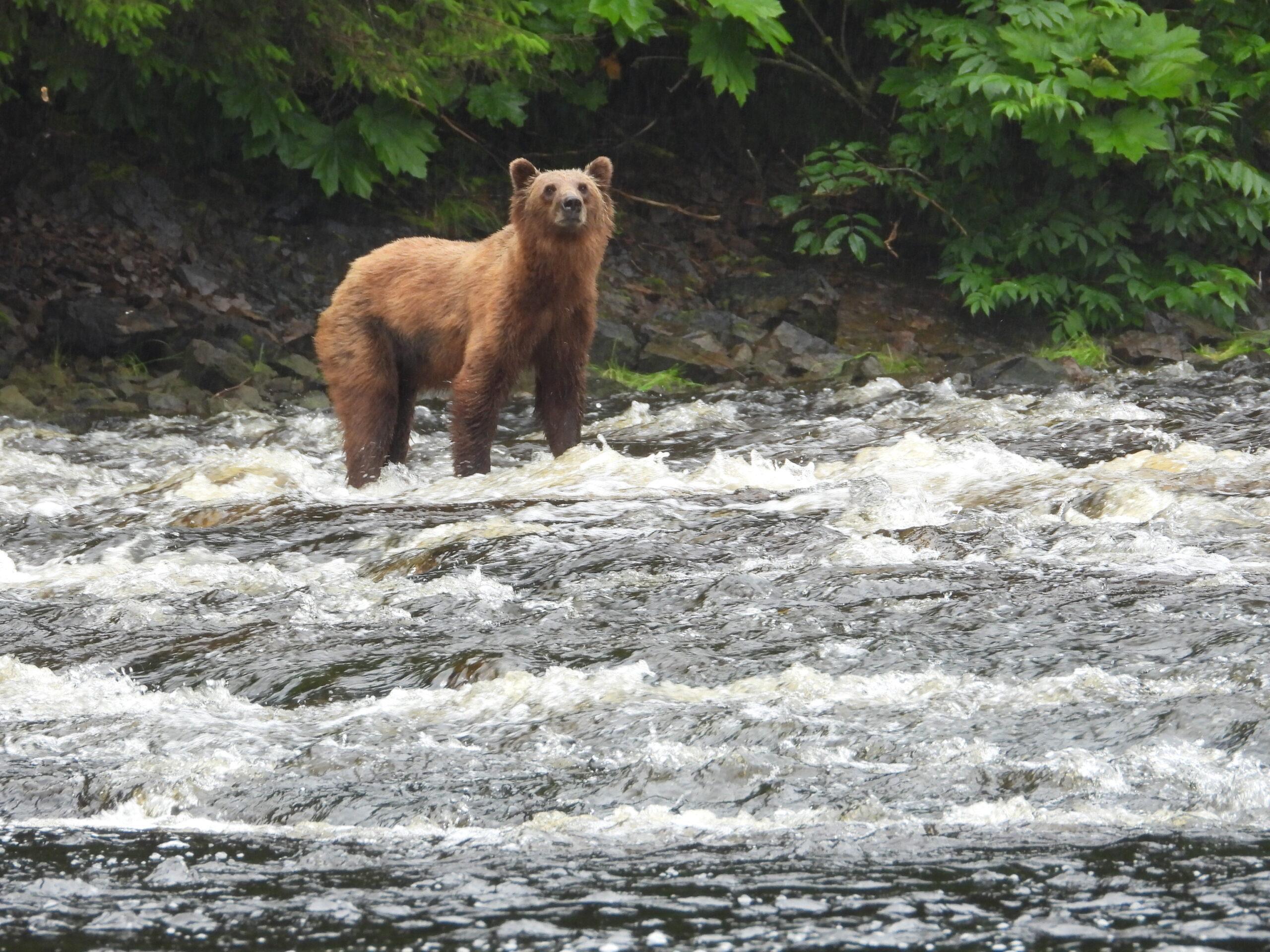 pack creek bear tours