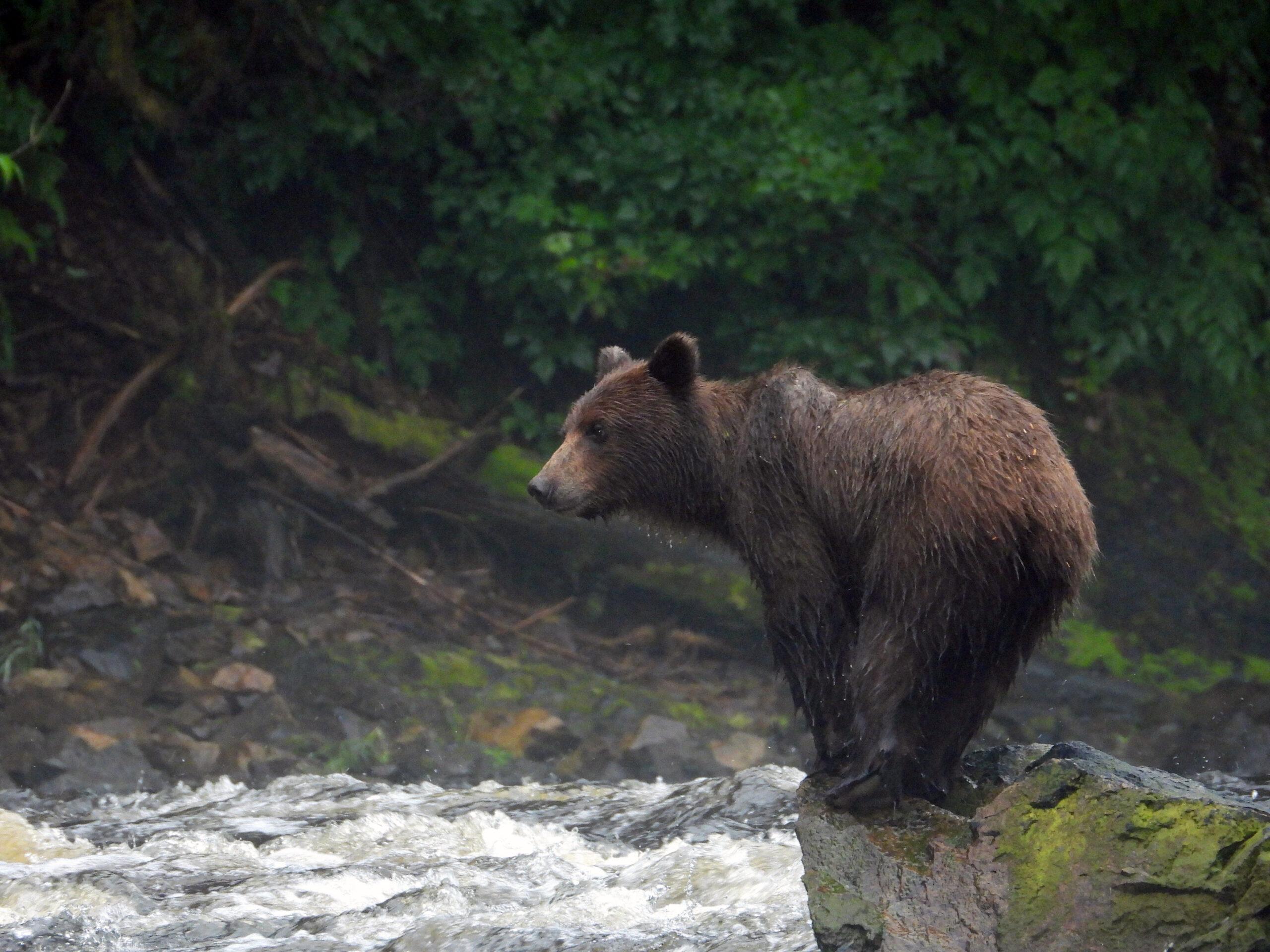 Juneau bear viewing