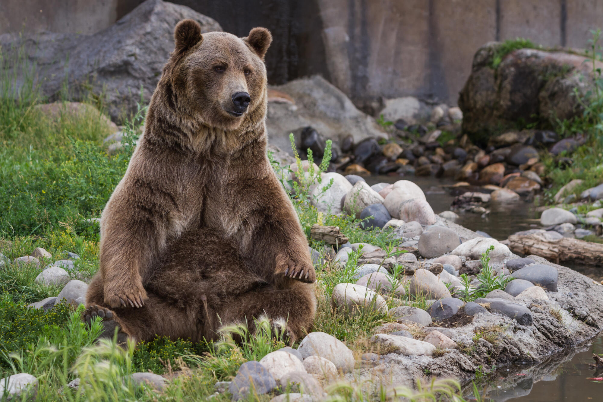Bear Watching Alaska