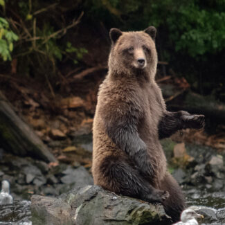 Grizzly Bear Sitting on rock
