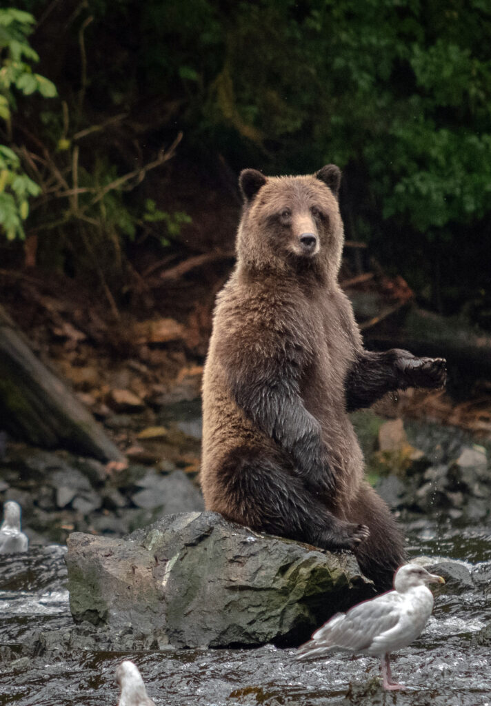 Grizzly Bear Sitting on rock
