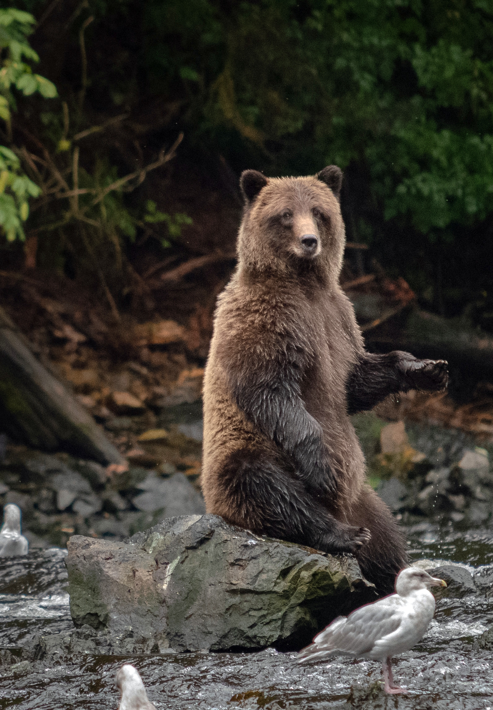 From Dock to Den: How Bear Tours in Juneau Work