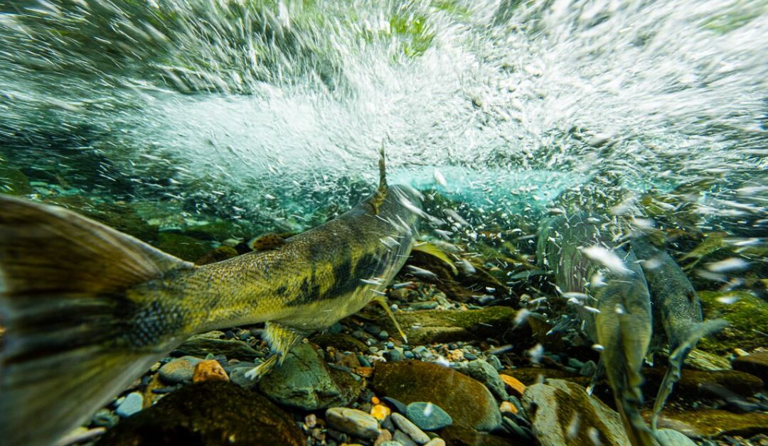Fishing in Alaska: The best of Southeast, Alaska