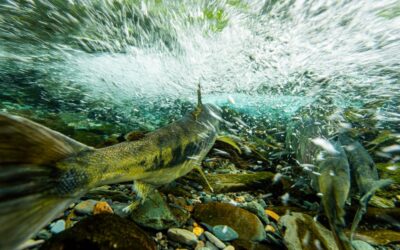 Fishing in Alaska: The best of Southeast, Alaska