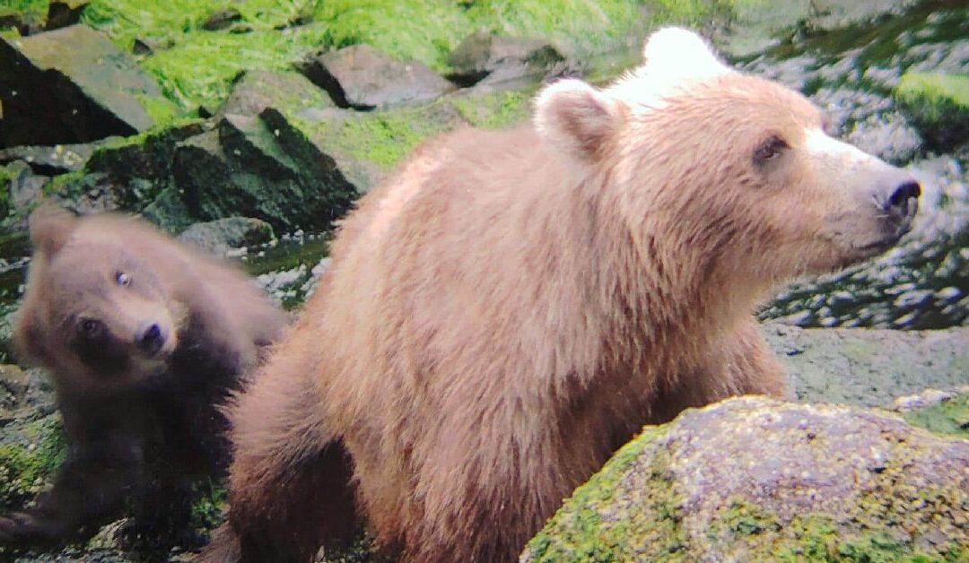 From Pack Creek to Your Backyard: How Bear Cub Play Reveals Nature’s Parenting
