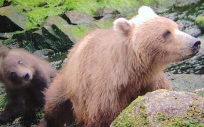 From Pack Creek to Your Backyard: How Bear Cub Play Reveals Nature’s Parenting