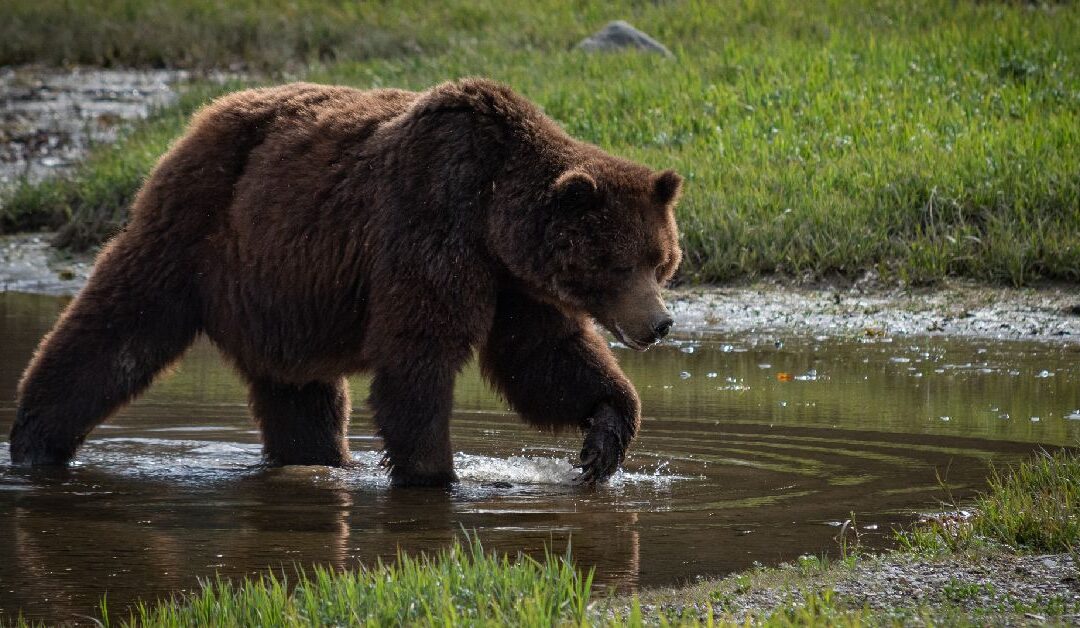 Ultimate Guide to Bear Watching in Juneau: Top Spots