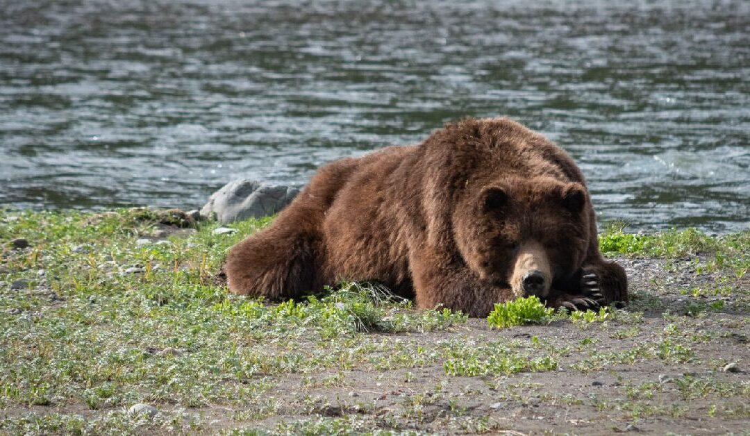 Inside the Grizzly’s Den: Space Age Science Behind Bear Hibernation and the Future of Medicine
