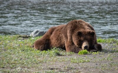 Inside the Grizzly’s Den: Space Age Science Behind Bear Hibernation and the Future of Medicine
